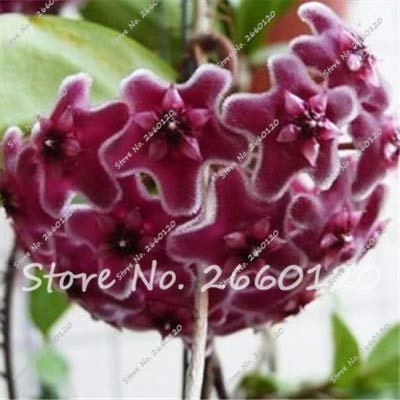 Bloom Green Co. 80 pc/sacchetto Hoya carnosa Bella arrampicata sfera Orchid Fiore fioritura perenne Le piante per il giardino domestico migliore confezione: 8