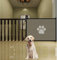 CiCixixi Puerta de Malla para Perros, Valla para Mascotas, Puerta para Perros, Valla para Cachorros, Puerta para escaleras, casa, Pasillo, Patio, 110 x 78 cm