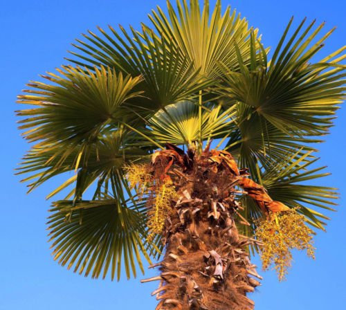 TRACHYCARPUS FORTUNEI Palma nana, 100 semi, HARDY PALM. EZ PER CRESCERE
