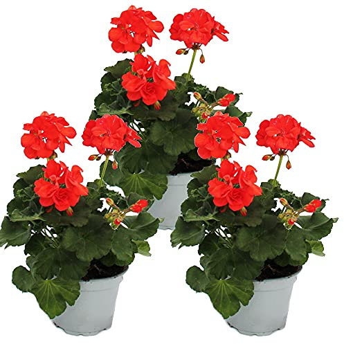 Geranios de pie – Pelargonium zonale – Maceta de 12 cm – Juego de 3 plantas – Rojo claro