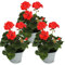 Geranios de pie – Pelargonium zonale – Maceta de 12 cm – Juego de 3 plantas – Rojo claro