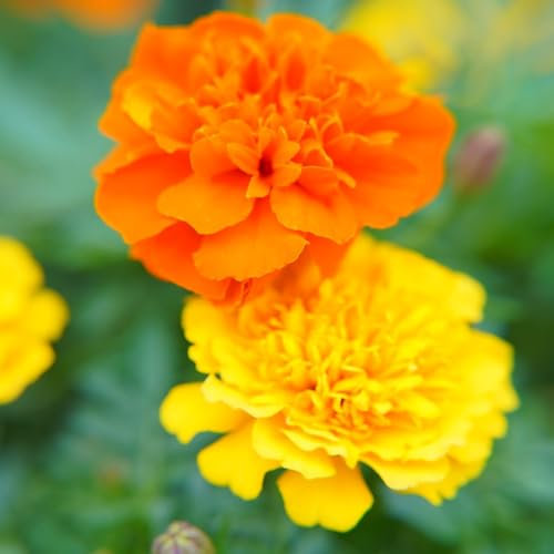 80 pcs tagetes samen bio balkon blumen blumensaat bodendecker winterhart mehrjährig, winterharte balkonpflanzen, frühlingsblumen winterfeste pflanzen für garten, gartenpflanzen samen