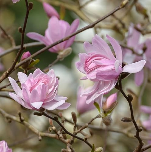 Kleine Sternmagnolie Georg Henry Kern 30-40cm - Magnolia stellata - lebende Gartenpflanze aus den Baumschulen