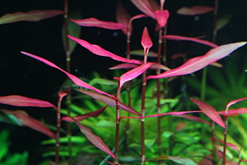 Polygonum red - 1 ramo - Planta de acuario vivo