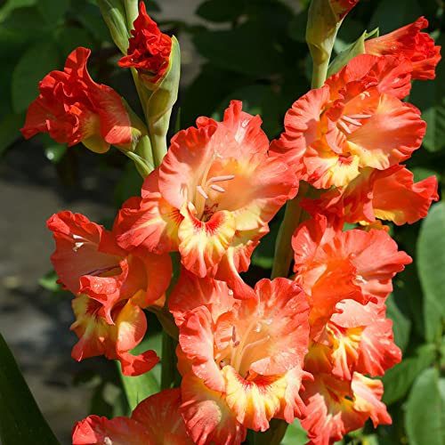 Gladiolen Zwiebeln Blumenzwiebeln FrüHblüHer Nachhaltige Geschenke FrüHlingsblumen Zwiebeln Stauden Winterhart MehrjäHrig Gartenpflanzen Balkon Zwiebeln Frisch 6 Orange Gladiolen Zwiebel