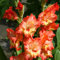 Gladiolen Zwiebeln Blumenzwiebeln FrüHblüHer Nachhaltige Geschenke FrüHlingsblumen Zwiebeln Stauden Winterhart MehrjäHrig Gartenpflanzen Balkon Zwiebeln Frisch 6 Orange Gladiolen Zwiebel