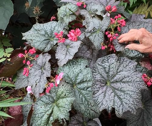 Begonia Neon Moon| Houseplant | Plug Plant