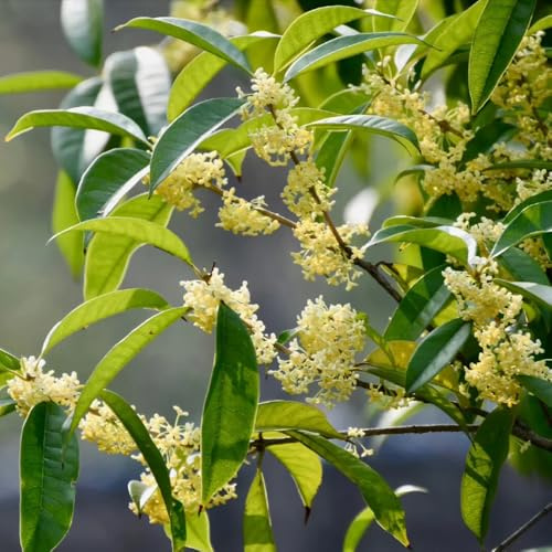 Osmanthus Fragrans, baumsamen Osmanthus Fragrans, exotische kaufen 100Samen