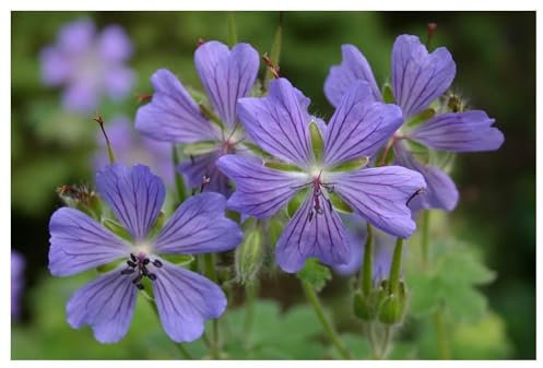 3 x Geranium renardii 'Philippe Vapelle' (Winterhart/Stauden/Staude/Mehrjährig) Kaukasus Storchschnabel - Blühfreudige Eleganz mit besonderem Laub - sehr Bienenfreundlich - von Stauden Gänge