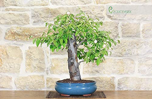 Bonsai di Melo Cotogno (9)