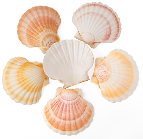 6PCS Scallop Shells 4‘’-4.5 Natural Sea Shells Yellow & Pink Hawaiian Scallop Shells for Baking DIY Craft Home Vase Fillers & Beach Wedding Party Decor (6)