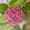 Semi di Hoya - semi di fiori per piante da ufficio piante perenni resistenti fiori decorative aiuole rialzate per giardino resistenti da balcone giardino erbe aromatiche in vaso 20pcs