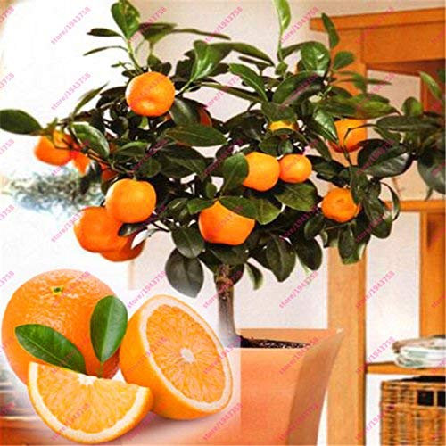 . 20 Edible orange Samen, orange Frucht-Baum Frische Samen, Startseite Bonsai Citrus Orange Tree Seeds