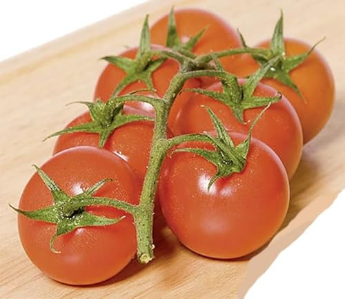 Kirsch-Tomaten Philovita F1 Samen