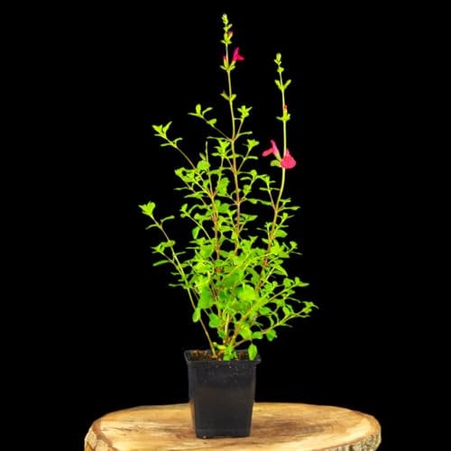3 Stück Salvia microphylla 'Hot Lips' von Intragarten | Johannisbeer-Salbei winterharte und mehrjährige Staude | rot weisse Blüten im 9cm Topf