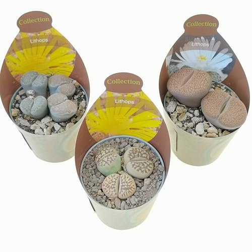 Set di 3 piante grasse vere da collezione in vasi diam. 6.5 cm- Lithops sp.