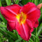 COOTO Garten Taglilien Winterhart Pflanze – Taglilie Rhizom Charles Johnston – Blumenzwiebeln Mehrjährig Winterhart - Pflanzen für Viele Jahre – Blumen Deko für Garten und Balkon