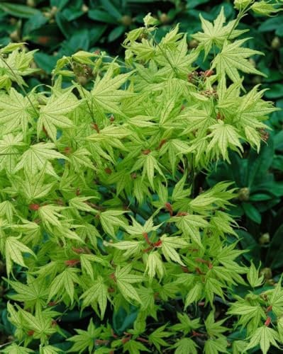 Japanischer Ahorn 'Aka shigitatsu sawa' 125-150 cm Topf Acer palmatum