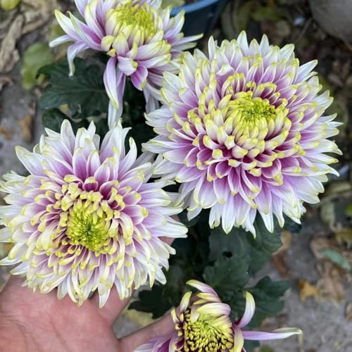 semi di crisantemo, perenni resistenti giardino esotiche decorative per il soggiorno 400pcs