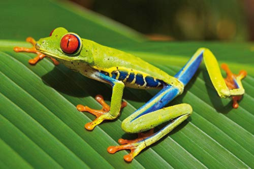 1art1 Frösche Poster Rotaugen Laubfrosch Auf Einem Grünen Blatt Plakat | Bild 91x61 cm