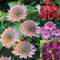 Sterndolde Samen Winterhart Astrantia Major, Seltene Pflanzen Serie, Mix Bloom Luftreinigende Zimmerpflanzen Gartenarbeit Robuste Balkonpflanzen Winterhart Pflanzensamen Topf Pflanze 500 Stück