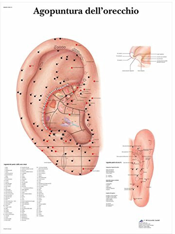 3B Scientific – Laminierte Ohr Akupunktur Tafel – UV- & Staubgeschütztes Poster für Studium, Lehre & Kliniken