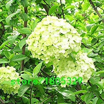 Potseed Rare Green Light Hortensia Graines BalconyFort Viburnum Hydrangea MacrophyllaPlant Graines de Fleurs 100PCS