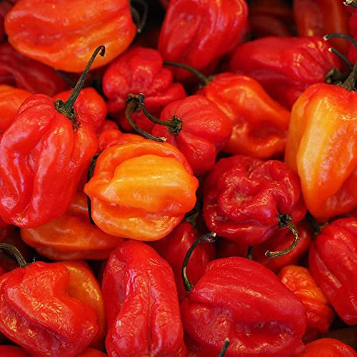 Semi Peperoncino Semi Di Peperoncino Peperoncino Carolina Reaper Sementi Orto Semi Per Orto Piante Vere Semenza Peperoncino Semi Piante Da Giardino 200Pezzi