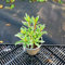 Japanische Azalee Silver Sword - Rhododendron obtusum 25-30 cm 3 Liter