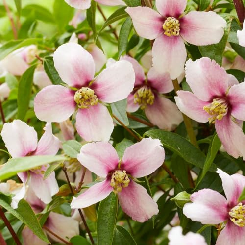 Philadelphus 'Petite Perfume Pink' – Mock Orange Shrub – RHS Chelsea Plant of The Year 2025 Winner – Compact, Long Flowering – 1x 3.6 Litre Pot by Thompson and Morgan