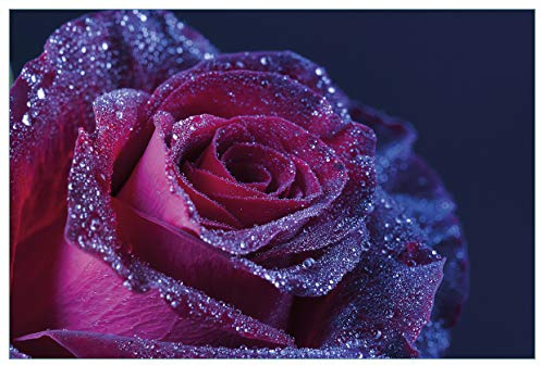 Wallario Küchenrückwand selbstklebend 90 x 60 cm, Motiv: Rote Rosenblüte im Regen | Spritzschutz abwischbar & pflegeleicht