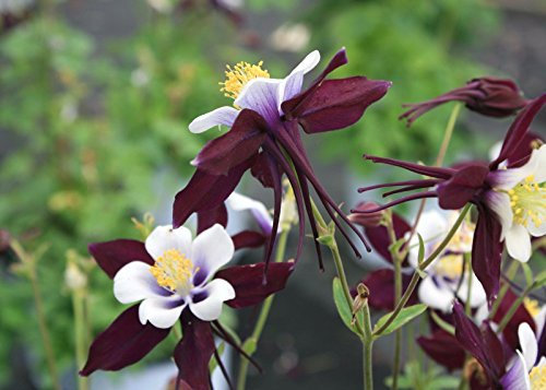 15 Aquilegia Louisiana Samen, Akelei Pflanze, Columbine Seeds