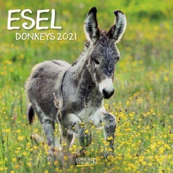 Esel - Broschur Kalender 2021 - Korsch-Verlag - Kalender mit Platz für Eintragungen - offen 29,8 cm x 59,8 cm