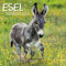 Esel - Broschur Kalender 2021 - Korsch-Verlag - Kalender mit Platz für Eintragungen - offen 29,8 cm x 59,8 cm