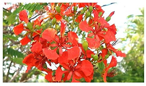 Pcs - 10x Delonix Regia Madagascar Flammenbaum Jardin Plant - Graines ID183 - Seeds & Plants Shop by Ipsa