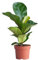 PLNTS - Ficus Lyrata (Feigen) - Zimmerpflanzen, Pflanzen Echt, Nachhaltige Verpackung Geigen-Feige- 12cm Topf - Höhe 35cm - Direkt von der Gärtnerei