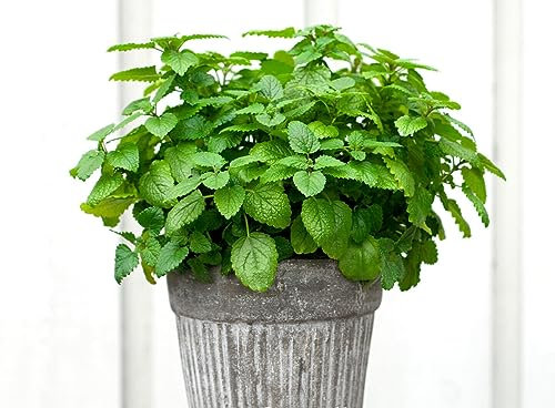 Lemon Balm - 1700 Seeds - Melissa officinalis - Anti Mosquito