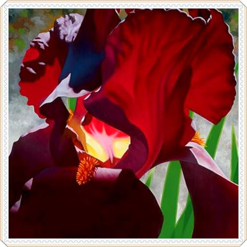 Iris grandiflora - wunderschöne Blüten, mehrjährige Qualitätszwiebeln, winterharte Qualität, auffällige Blütenblattform, zum sofortigen Einpflanzen geeignet-4 zwiebeln-c