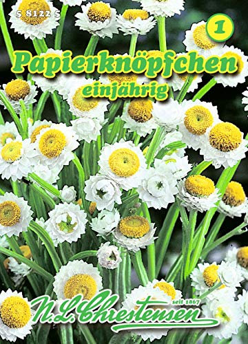 Ammobium alatum, Papierknöpfchen einjährig N.L.Chrestensen Samen 581225-B
