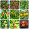 20 pcs Pfirsichbaum Samen, samen obst, extrem winterharte kübelpflanzen Pfirsichbaum, Prunus persica, hochbeet balkon, sukkulenten winterhart säulenobst, indoor gewächshaus säulenobstbäume,