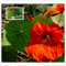 Kapuzinerkresse (Tropaeolum nanum) Non-GMO Bulk Seeds von 400 Samen Fantastisch für Ihre Ampeln und Garten...