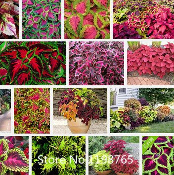 Multicolor: Grande promozione 100Pcs Black Dragon Coleus Pack di semi di Fiori - Bonsai di Fiori piantumazione estatici