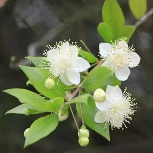 100 pcs brautmyrte pflanze samen - Echte Myrte - immergrüne sträucher winterhart, Myrtus communis, balkon pflanze, pflanzen samen blüten, kräuterbeet winterharte pflanzen, bodendecker