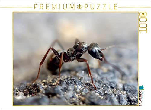 CALVENDO Puzzle Ameisen - Ordnung im Durcheinander | 1000 Teile Lege-Größe 64 x 48 cm Foto-Puzzle für glückliche Stunden