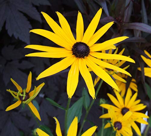 Hardy Perennial Flower Rudbeckia 'Goldsturm' 3 Plants in 9 cm Pots