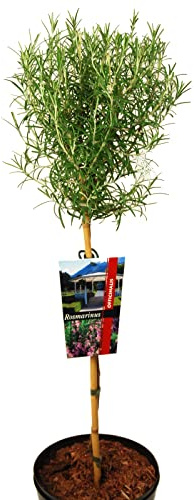 Rosmarinus officinalis von Intragarten Rosmarin auf Stamm
