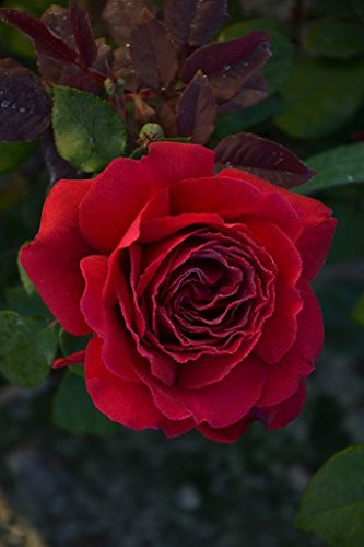 Duftrose d. Provence Duftfestival im 5 Liter Rosentopf