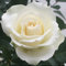 Rose - Patio Rose - 10.5cm (1, White)