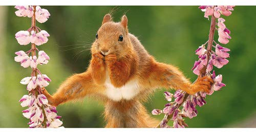 Postkarte PANORAMA +++ LUSTIG von modern times +++ EICHHÖRNCHEN * XXL +++ BK.EDITION GEO © WEGGEN, Geert