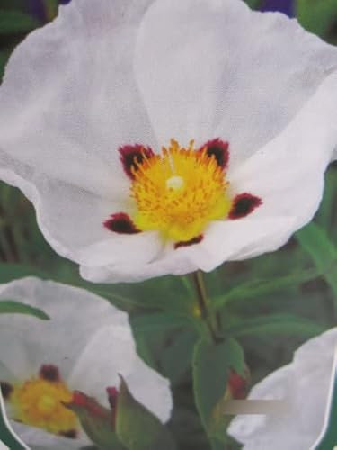 Cistus purpureus Alan Fradd - Zistrose Alan Fradd 25-30cm
